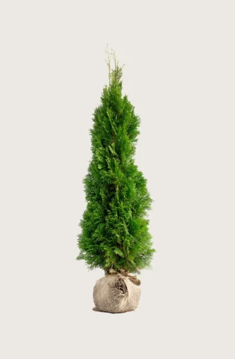 Thuja-Smaragd-Rotklump-Välgrenad-125cm.webp