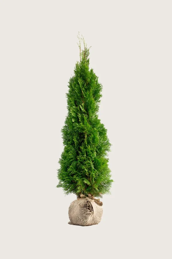 Thuja-Smaragd-Rotklump-Välgrenad-125cm.webp