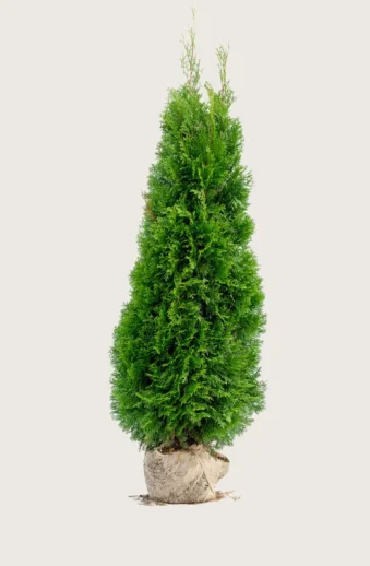 Thuja-Smaragd-Rotklump-Välgrenad-250cm.webp