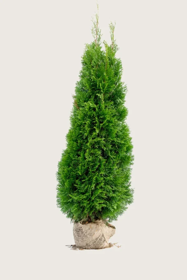 Thuja-Smaragd-Rotklump-Välgrenad-250cm.webp