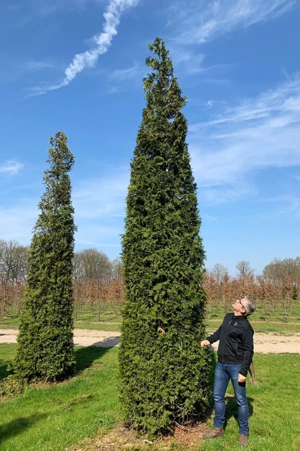 Thuja-Smaragd-Rotklump-Välgrenad-300cm.webp