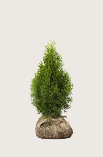 Thuja-Smaragd-Rotklump-Välgrenad-60cm.webp