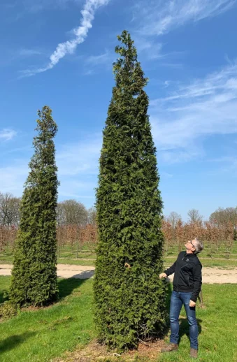 Thuja-Smaragd-Rotklump-Välgrenad-700cm.webp