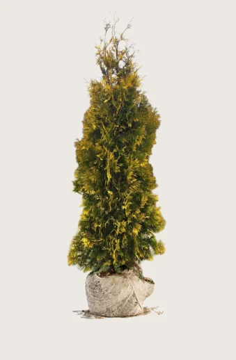 Thuja-Yellow-Ribbon-Rotklump-Välgrenad-300cm.webp