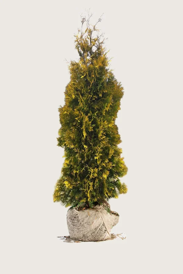 Thuja-Yellow-Ribbon-Rotklump-Välgrenad-300cm.webp