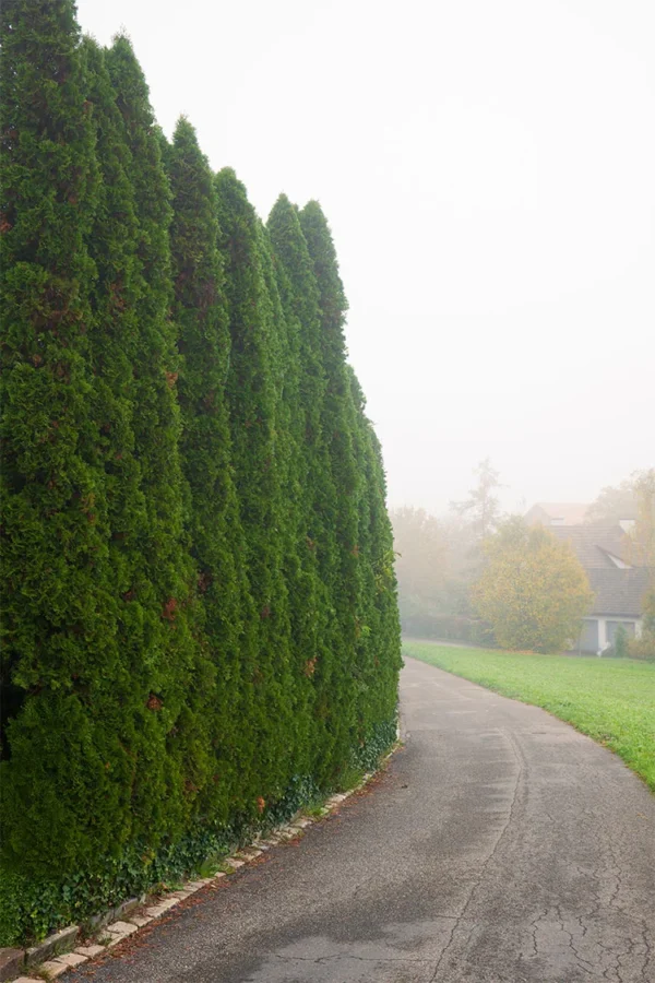 Thuja Columna