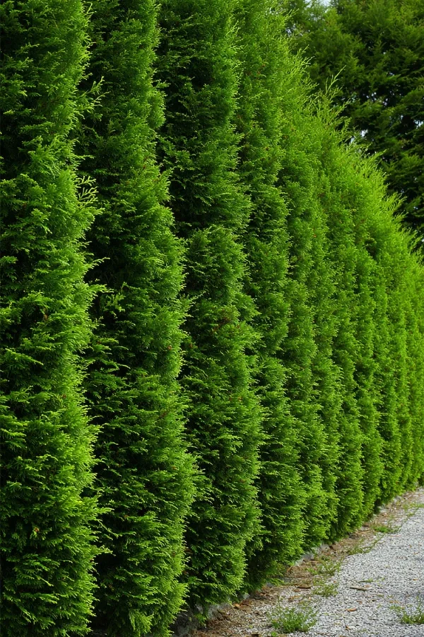 Thuja Holmstrup