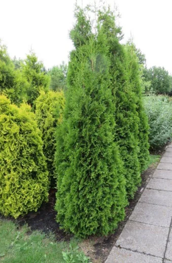 Thuja King of Brabant
