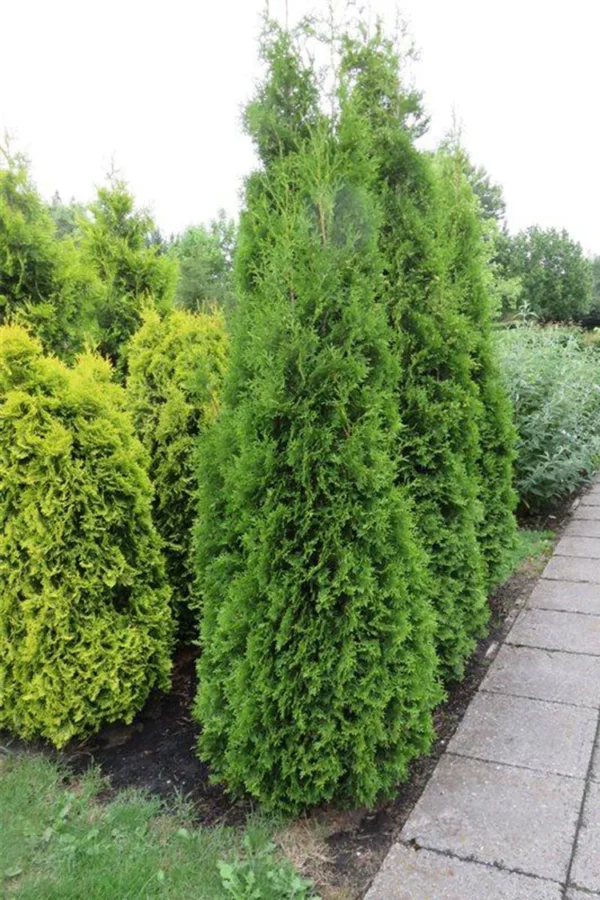 Thuja King of Brabant