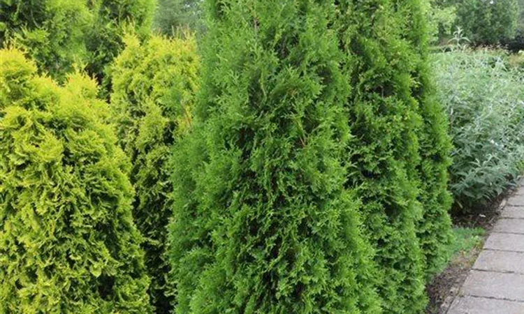 Thuja King of Brabant