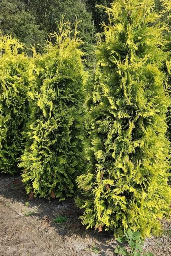 Thuja Yellow Ribbon