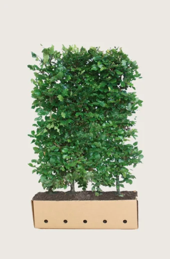 Vanlig-Bok-Färdig-häck-Välgrenad-150cm.webp