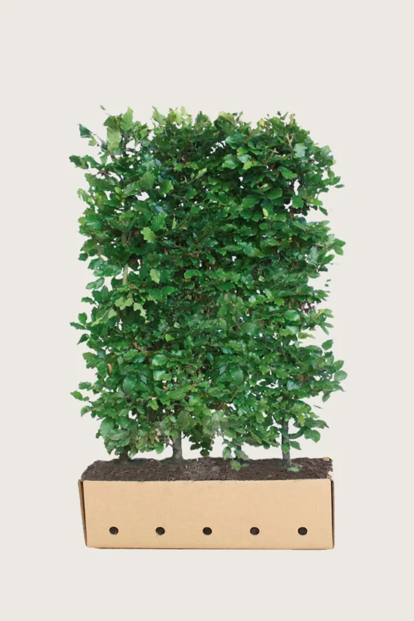Vanlig-Bok-Färdig-häck-Välgrenad-150cm.webp