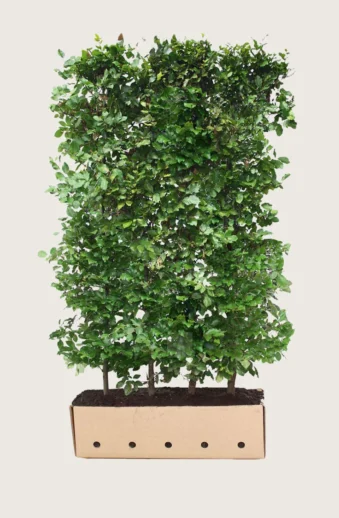 Vanlig-Bok-Färdig-häck-Välgrenad-200cm.webp