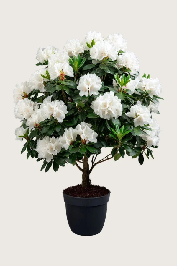 Vit-Rhododendron-Färdig-häck-Välgrenad-250cm.webp