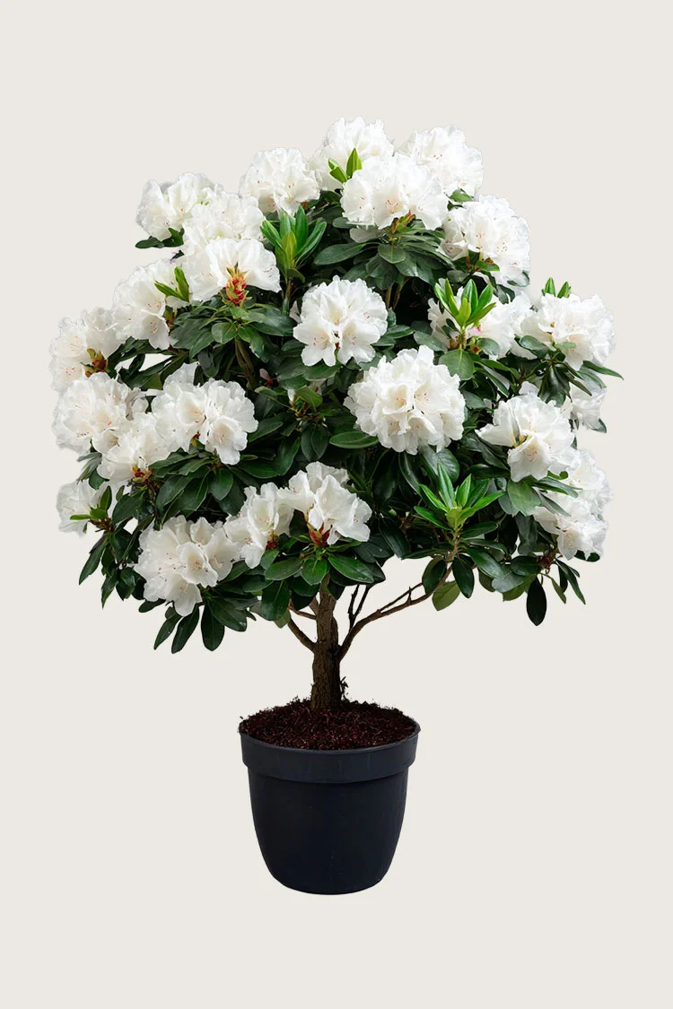 Vit-Rhododendron-Färdig-häck-Välgrenad-250cm.webp