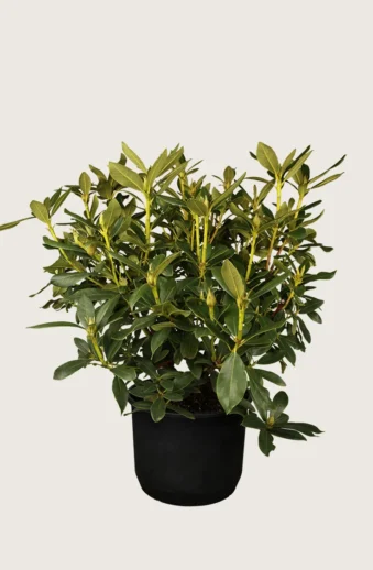 Vit-Rhododendron-Kruka-Grenad-30cm.webp