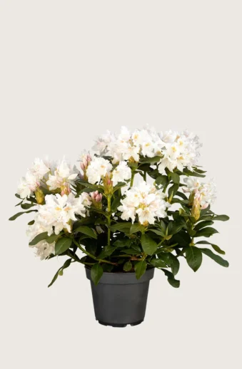 Vit-Rhododendron-Kruka-Välgrenad-100cm.webp