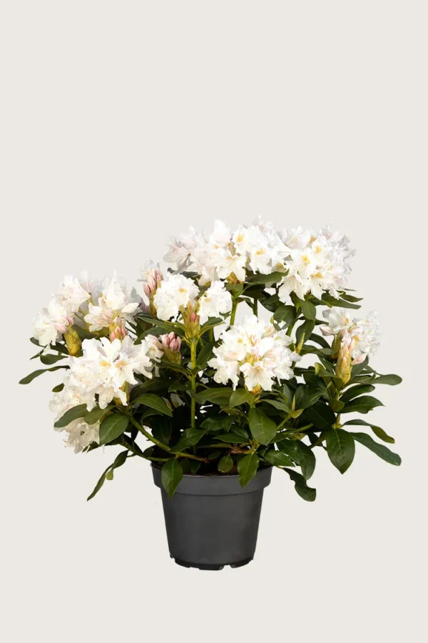 Vit-Rhododendron-Kruka-Välgrenad-60cm.webp