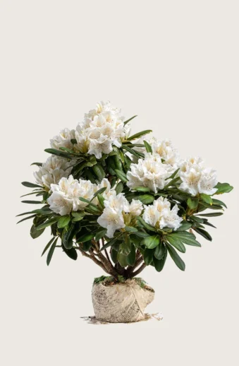 Vit-Rhododendron-Rotklump-Välgrenad-100cm.webp
