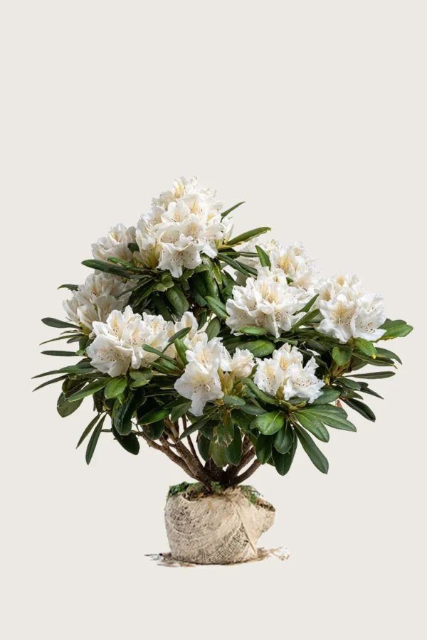 Vit-Rhododendron-Rotklump-Välgrenad-120cm.webp