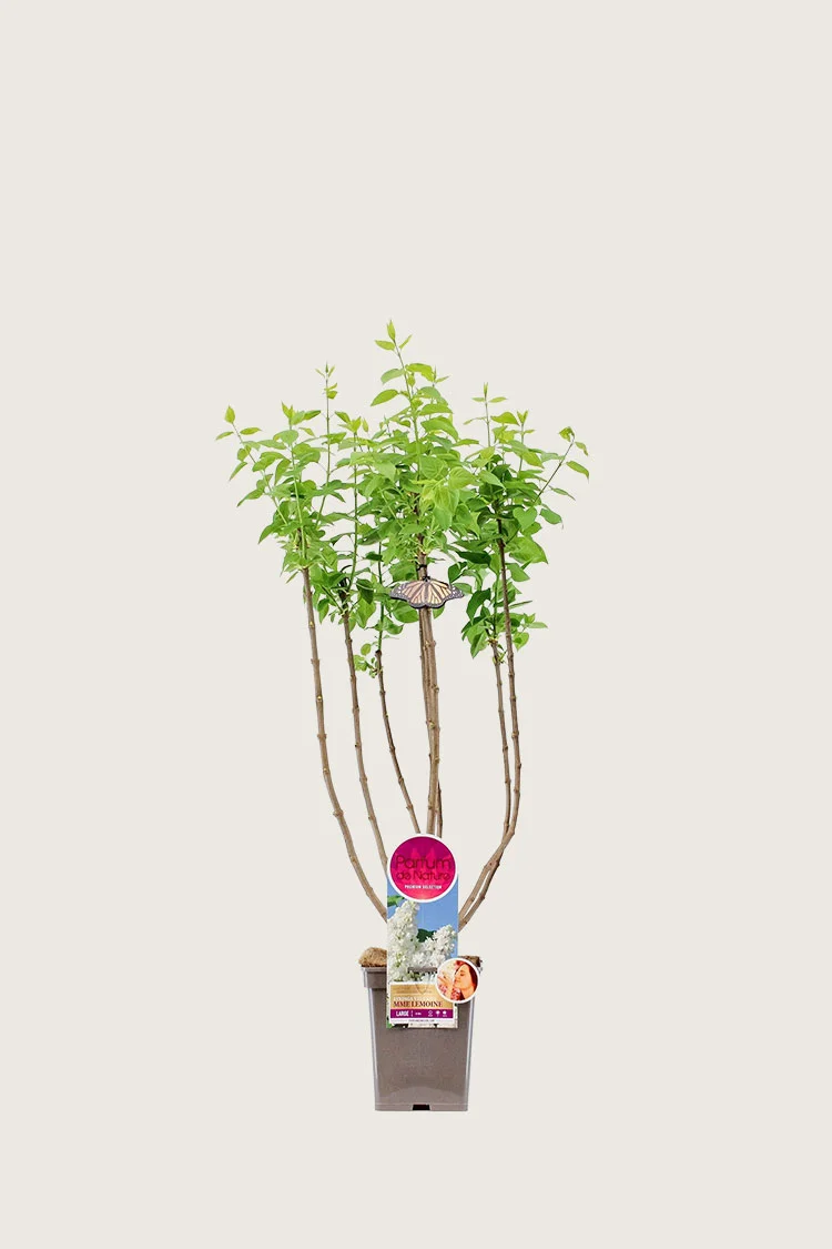 Selected Product