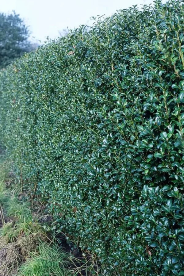 Blå Järnek Blue Prince