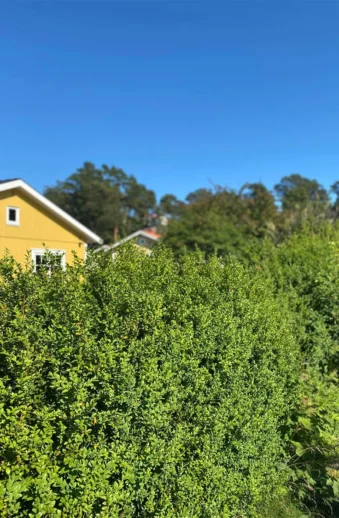 Japansk Järnek 'Dark Green'