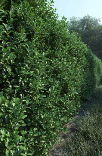 Japansk Järnek 'Green Hedge'