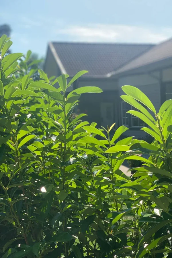 Lagerhägg Rotundifolia