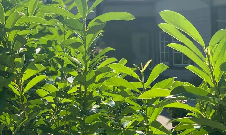 Lagerhägg Rotundifolia