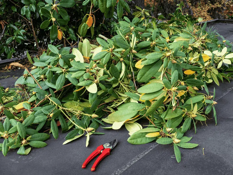 Rhododendron | Plantinavia