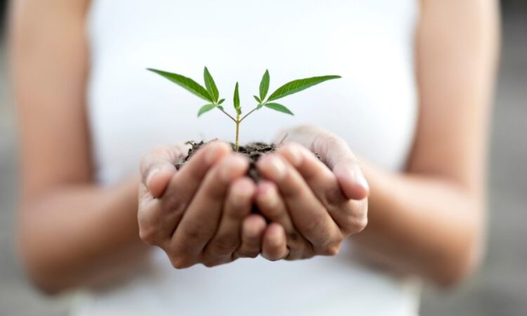 Snabbväxande häck guide