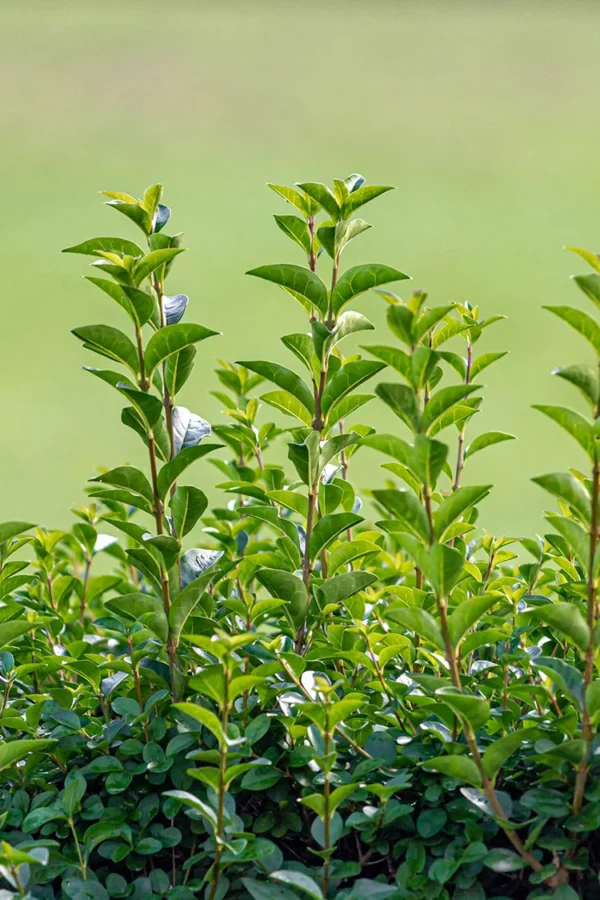 Bredbladig liguster Rotklump Grenad 225cm - Bild 3