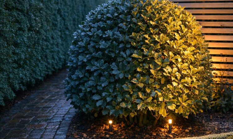 Vintergröna växter och ljus: rätt plats och belysning