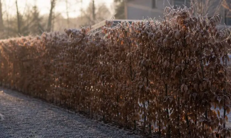 Avenbokshäck vinter