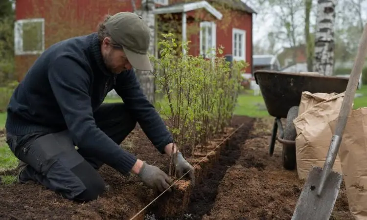 Plantera häck i lerjord