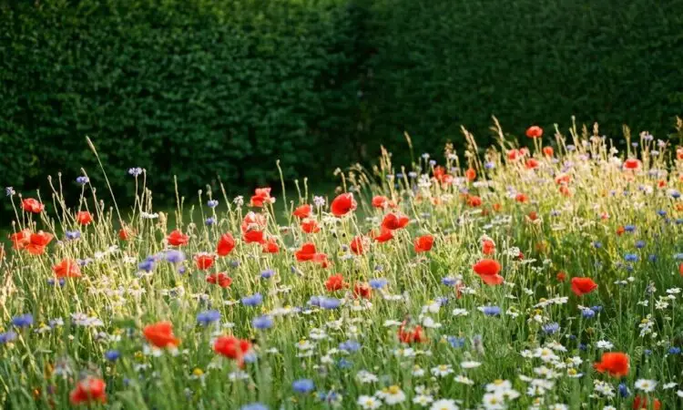 Blomsteräng i trädgård